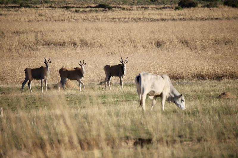 20 Bedroom Property for Sale in Paul Roux Free State